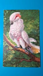 Papegaai 1929 , illustrator Koch of Roch, Ophalen of Verzenden, 1920 tot 1940, Gelopen, Vogel