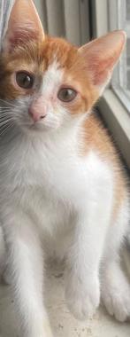 Mooie  rode kittens   TE KOOP  )mogen per direct mee, Dieren en Toebehoren, Katten en Kittens | Raskatten | Korthaar, Meerdere dieren