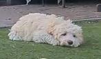 Labradoodle multigen pup teefje Golden, Dieren en Toebehoren, Honden | Retrievers, Spaniëls en Waterhonden, Nederland, 15 weken tot 1 jaar