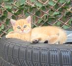 Schattige Brits korthaar kitten nog 1 beschikbaar, Meerdere dieren