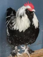Kuikens van de Grote Franse Zalmkleur Faverolles, Dieren en Toebehoren, Pluimvee, Meerdere dieren, Kip