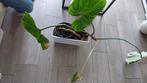 Grote philodendron gloriosum, Huis en Inrichting, Overige soorten, Minder dan 100 cm, Ophalen of Verzenden, Halfschaduw