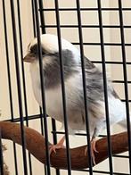 Bonte kanarie pop gevraagd, Vrouwelijk, Kleurkanarie