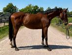 springpaard 3 jaar ruin, Dieren en Toebehoren, Paarden, Springpaard, Minder dan 160 cm, Ruin, 3 tot 6 jaar