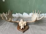 Eland gewei uit Zweden, Ophalen