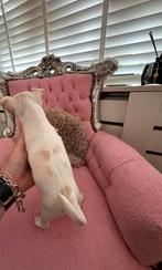 Lieve Chihuahua pup te koop- witte teefje beschikbaar, 8 tot 15 weken, CDV (hondenziekte), Meerdere, Meerdere dieren
