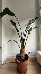 Strelitzia Nicolai Plant 170cm, Huis en Inrichting, Kamerplanten, Palm, 150 tot 200 cm, In pot, Ophalen