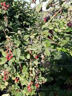 TUINPLANTEN; FRUITPLANTEN, Ophalen, Vaste plant, Fruitplanten, Volle zon