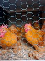 Cochin kriel haantjes, Dieren en Toebehoren, Pluimvee, Mannelijk, Kip