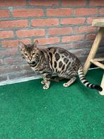 Bengaal kitten met stamboom!( katertje), Dieren en Toebehoren, Katten en Kittens | Raskatten | Korthaar, Kater, Met stamboom