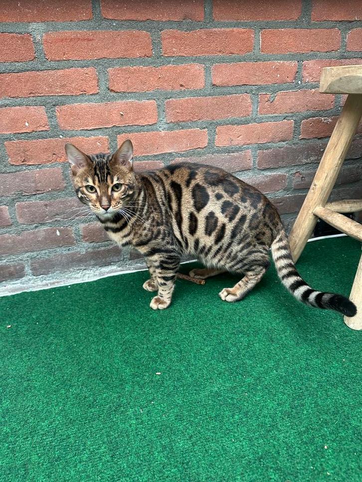 Bengaal kitten met stamboom!( katertje), Dieren en Toebehoren, Katten en Kittens | Raskatten | Korthaar, Kater, Met stamboom