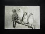 ALPHEN AAN DE RIJN >  AVIFAUNA - GRIJZE EN WITTE ZEBRAVINK, Verzenden, 1940 tot 1960, Ongelopen, Zuid-Holland
