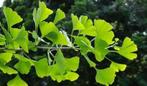 **ACTIE** Ginkgo biloba, Japanse Notenboom, Tuin en Terras, Planten | Bomen, Volle zon, Lente, Minder dan 100 cm, Overige soorten