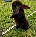 Te koop 2 mooie Nederlandse dwerghangoor konijntjes, Dieren en Toebehoren, Konijnen, Vrouwelijk, Dwerg