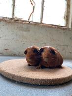 Rode gladgaar cavia beertjes, Cavia, Mannelijk, Mei, Tam