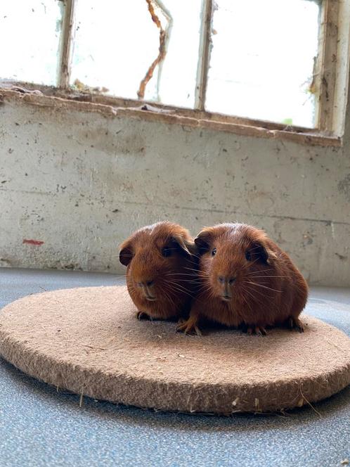 Rode gladgaar cavia beertjes, Dieren en Toebehoren, Knaagdieren, Mannelijk, Cavia, Mei, Tam