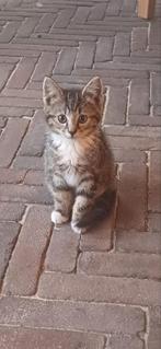 3 kittens aangeboden. 2x kater en 1x poes., Dieren en Toebehoren, Katten en Kittens | Overige Katten, Meerdere dieren, Kortharig