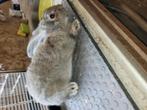 Vlaamse reus, Dieren en Toebehoren, Mannelijk, Groot