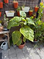 Tamarillo plant, Ophalen, Zomer, Overige soorten