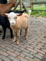 Hoornloze camel geit, Vrouwelijk, Geit, 0 tot 2 jaar