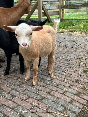 Hoornloze camel geit beschikbaar voor biedingen