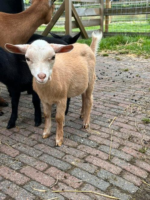 Hoornloze camel geit, Dieren en Toebehoren, Schapen, Geiten en Varkens, Geit, Vrouwelijk, 0 tot 2 jaar