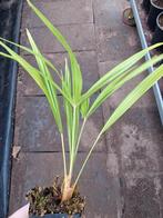 Trachycarpus nainital, Tuin en Terras, Ophalen of Verzenden, Overige soorten, Volle zon