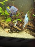 school maanvissen 5x gaan alleen samen weg 15cm, Dieren en Toebehoren, Vissen | Aquariumvissen, Vis, Zoetwatervis, Schoolvis