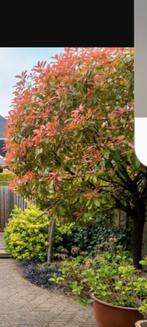 2 red robin bomen /glansmispel, Tuin en Terras, Planten | Bomen, Ophalen