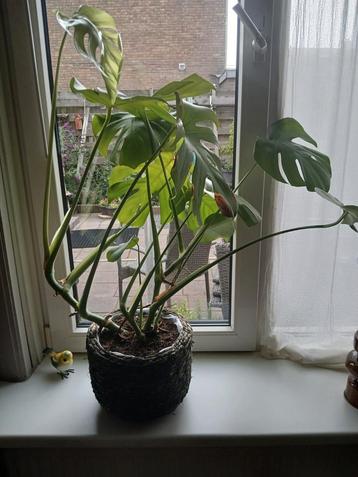 Grote groene plant in mooie mand. beschikbaar voor biedingen