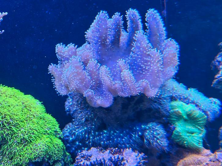 Grote steen met vol met sterpoliep, rhodactis en duiveklauwl, Dieren en Toebehoren, Vissen | Aquariumvissen, Overige typen