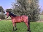 Springgefokte jaarling hengst, Dieren en Toebehoren, Paarden, Springpaard, Minder dan 160 cm, Gechipt, 0 tot 2 jaar