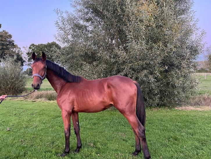 Springgefokte jaarling hengst, Dieren en Toebehoren, Paarden, Hengst, Onbeleerd, Minder dan 160 cm, 0 tot 2 jaar, Springpaard