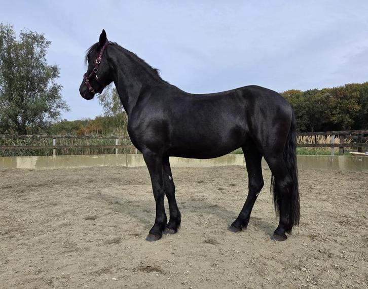 Friese ruin van 2,5 jaar, Dieren en Toebehoren, Paarden, Ruin, Onbeleerd, 160 tot 165 cm, 0 tot 2 jaar, Dressuurpaard, Met stamboom