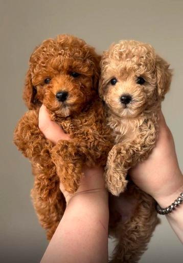 Premium F2 maltipoo pup teefje beschikbaar voor biedingen