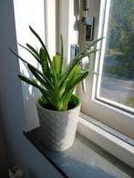 Gasteria Vetplant - Te Koop!, Ophalen, Halfschaduw, Minder dan 100 cm