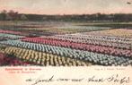 Hyacintenveld te Overveen (Aan de Rampelaan) (1901) 128149, Verzenden, Voor 1920, Gelopen, Noord-Holland