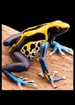 Brasil  jonge dieren van okt, Dieren en Toebehoren, Reptielen en Amfibieën