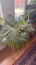 Mooie Areca palm plant, Ophalen of Verzenden, Overige soorten, Minder dan 100 cm