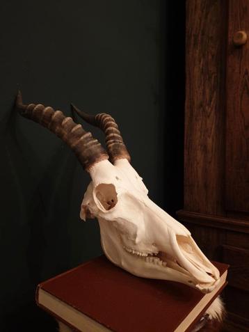 Blesbok schedel met hoorns en onderkaak. Rariteitenkabinet  beschikbaar voor biedingen