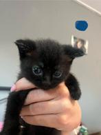 Knappe britjes, Meerdere dieren, Ontwormd