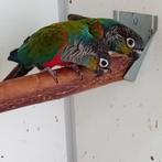 Tekoop koppels pyrrhura's., Dieren en Toebehoren, Vogels | Parkieten en Papegaaien, Meerdere dieren, Parkiet, Geringd