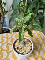 Dorstenia foetida zaden (kamerplant) LAATSTE BATCH OP=OP, Overige soorten, In pot, Minder dan 100 cm, Groene kamerplant