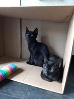 😻2 Kittens zoeken nog diamanten mandje😻, Meerdere dieren, Kortharig, 0 tot 2 jaar