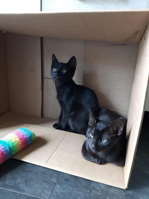 😻2 Kittens zoeken nog diamanten mandje😻, Dieren en Toebehoren, Katten en Kittens | Overige Katten, Kortharig, Meerdere dieren