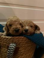 Lieve Labradoodle / Australian labradoodle pups, Overige rassen, 8 tot 15 weken, Parvo, Meerdere