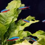 Cheirodon axelrodi, Dieren en Toebehoren, Vissen | Aquariumvissen, Vis