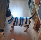 Handgehaakte hondentrui – maat M – blauw/wit gestreept, Dieren en Toebehoren, Hondenkleding, Ophalen of Verzenden, Nieuw, Hondentrui