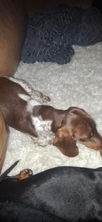 Mooie choco tan piebald teckel dekreu, Rabiës (hondsdolheid), Reu, 1 tot 2 jaar, Eén hond