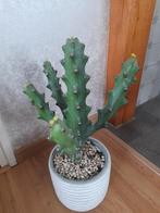 Grote euphorbia mayurnathanii, Huis en Inrichting, Ophalen of Verzenden, Halfschaduw, Minder dan 100 cm
